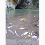 Se agrava mortandad de peces en río Jamapa; urgen intervención de PMA