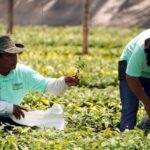 Sembrando Vida beneficia a 65 mil productores en Veracruz